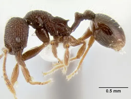 Stenamma vexator - CASENT0126485