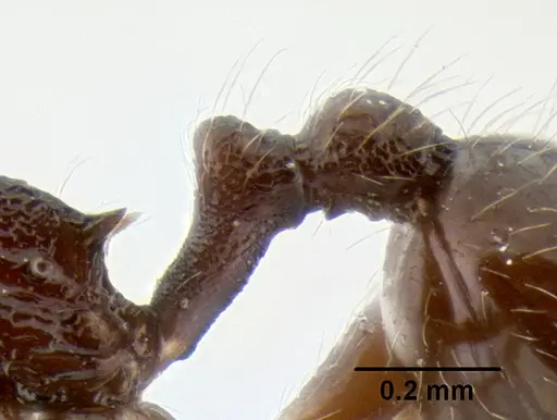 Stenamma vexator - CASENT0126485