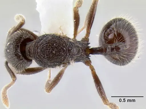 Stenamma vexator - CASENT0126490