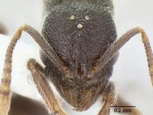 Stenamma vexator - CASENT0126490