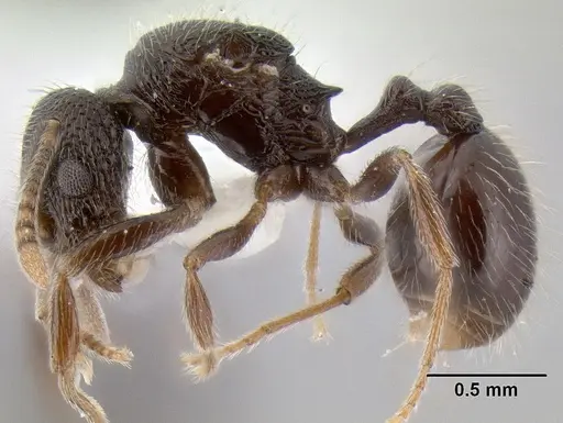 Stenamma vexator - CASENT0126490