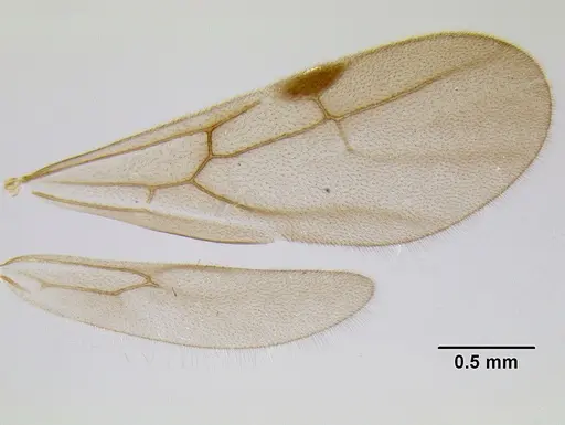Stenamma vexator - CASENT0126490