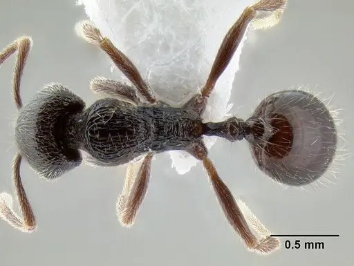 Stenamma vexator - CASENT0604610