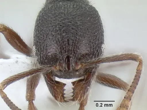 Stenamma vexator - CASENT0604610