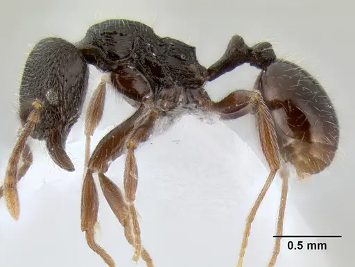 Stenamma vexator - CASENT0604610