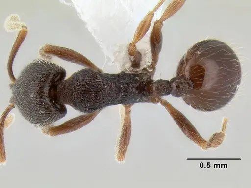 Stenamma vexator - CASENT0604641