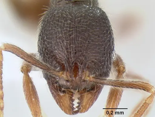 Stenamma vexator - CASENT0604641