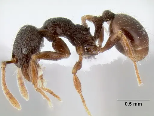 Stenamma vexator - CASENT0604641