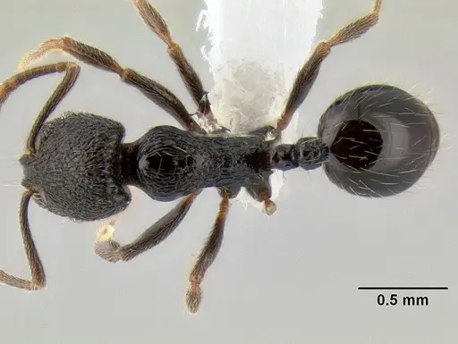 Stenamma vexator - CASENT0604721