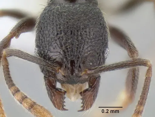 Stenamma vexator - CASENT0604721