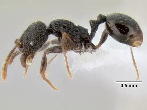 Stenamma vexator - CASENT0604721