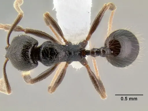 Stenamma vexator - CASENT0605506