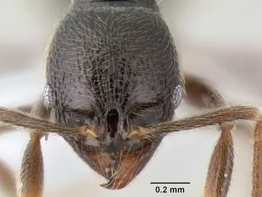 Stenamma vexator - CASENT0605506