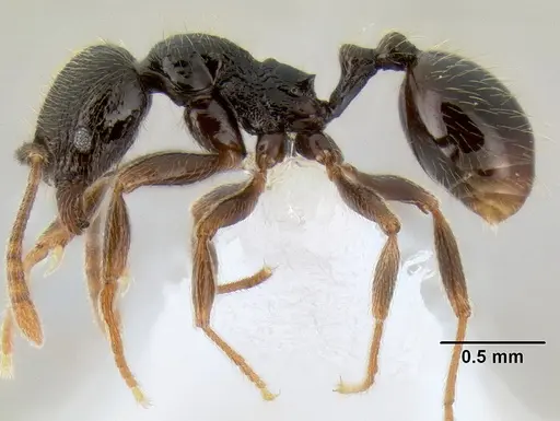 Stenamma vexator - CASENT0605506