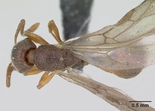 Stenamma westwoodii specimen