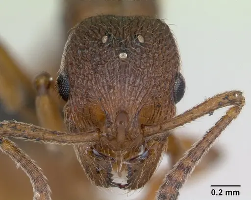 Stenamma westwoodii specimen