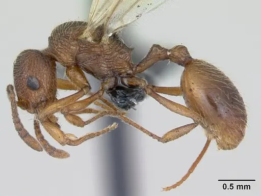 Stenamma westwoodii specimen