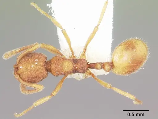 Stenamma wheelerorum specimen