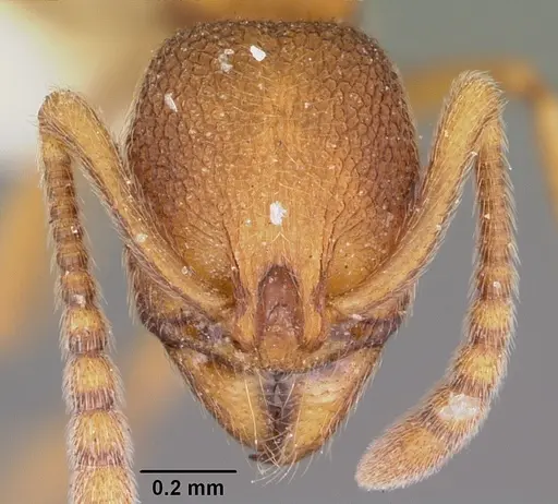 Stenamma wheelerorum specimen