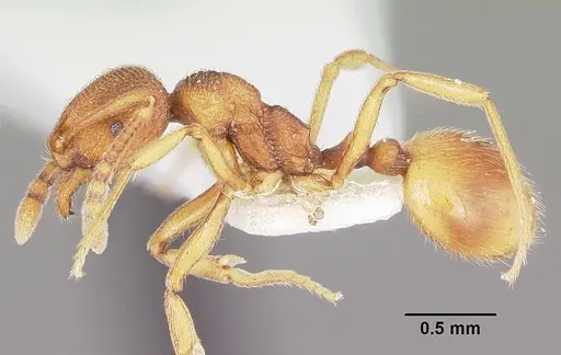 Stenamma wheelerorum specimen