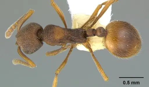 Stenamma wheelerorum - CASENT0105857