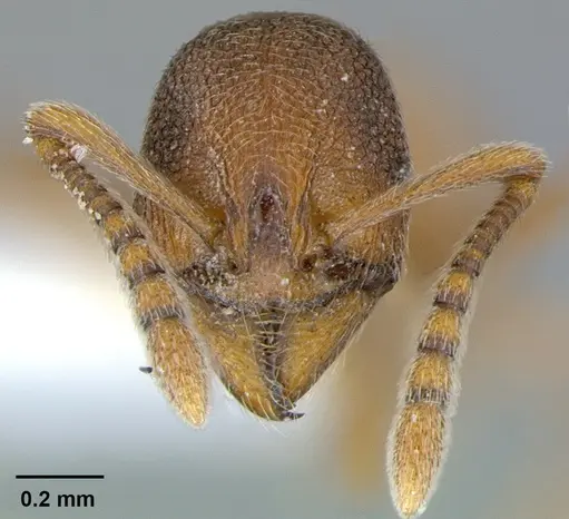 Stenamma wheelerorum - CASENT0105857