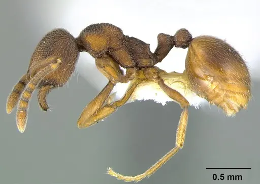 Stenamma wheelerorum - CASENT0105857