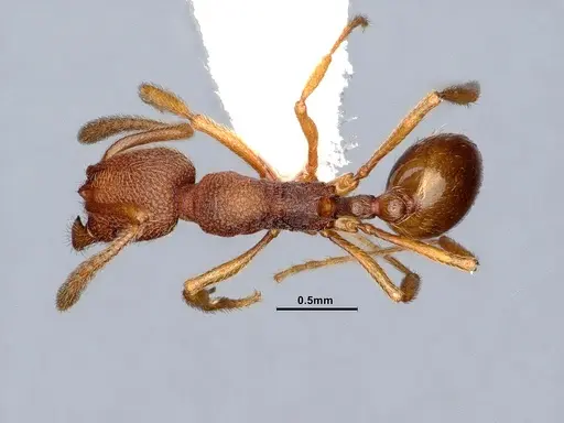 Stenamma wheelerorum - CASENT0884438