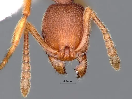 Stenamma wheelerorum - CASENT0884438