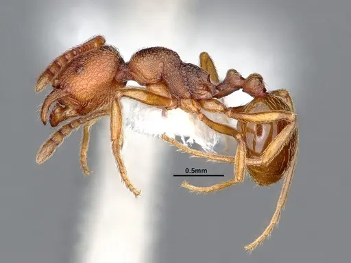 Stenamma wheelerorum - CASENT0884438