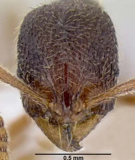 Stenamma wilsoni specimen