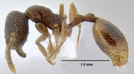 Stenamma wilsoni specimen