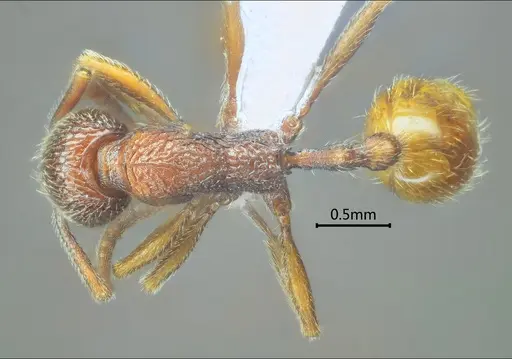 Stenamma wumengense specimen