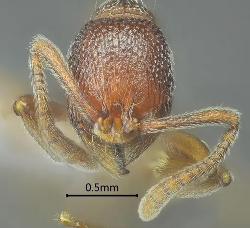 Stenamma wumengense specimen