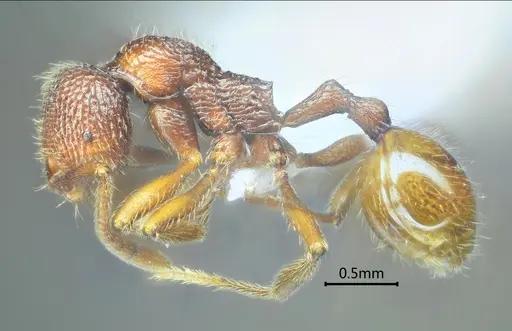 Stenamma wumengense specimen