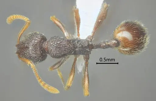 Stenamma yaluzangbum specimen