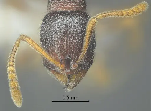 Stenamma yaluzangbum specimen