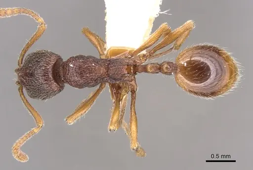 Stenamma zanoni specimen