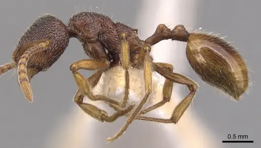 Stenamma zanoni specimen