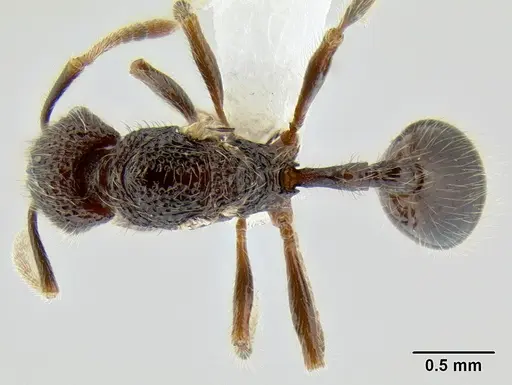 Stenamma zelum specimen