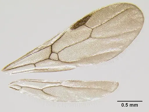 Stenamma zelum specimen