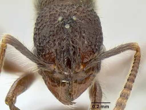 Stenamma zelum specimen