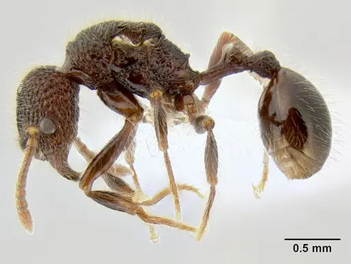 Stenamma zelum - CASENT0621980