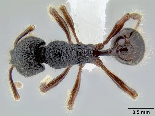 Stenamma zelum - CASENT0621994