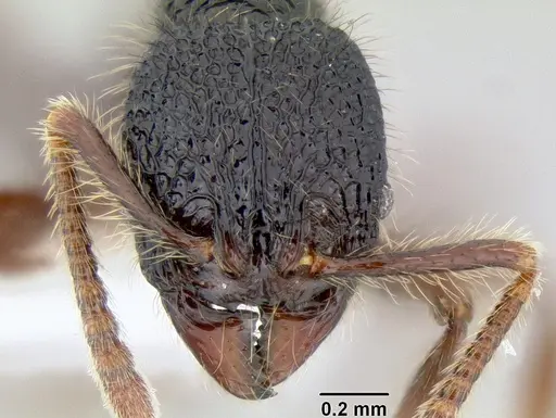 Stenamma zelum - CASENT0621994