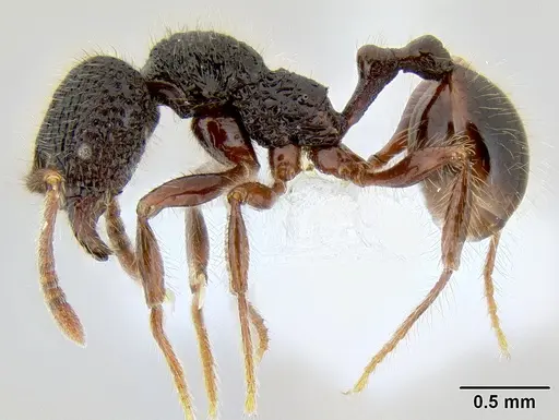 Stenamma zelum - CASENT0621994