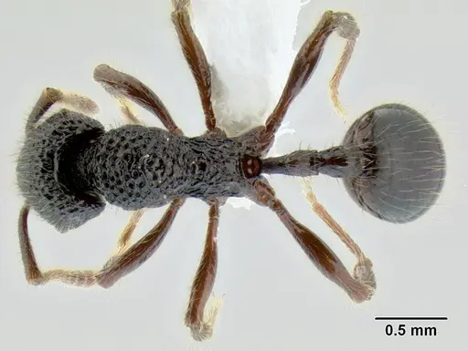 Stenamma zelum - CASENT0622535