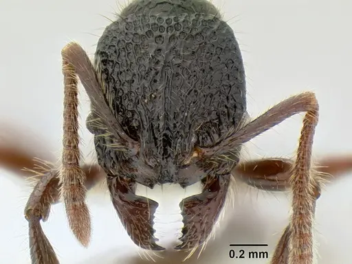 Stenamma zelum - CASENT0622535