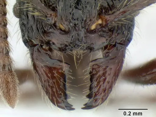 Stenamma zelum - CASENT0622535