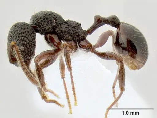 Stenamma zelum - CASENT0622535